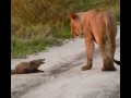 Leonessa salva un cucciolo di Volpe